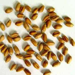 小麦胚芽特产 小麦胚芽的产地最好的在哪儿