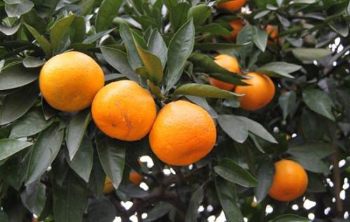 福建柑橘特产是什么 福建特产黑柑橘