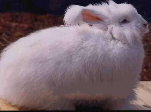 长毛兔是哪里的特产啊 棉花兔是哪的特产