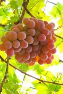 新疆葡萄沟特产什么水果 新疆葡萄沟有什么水果或者特产