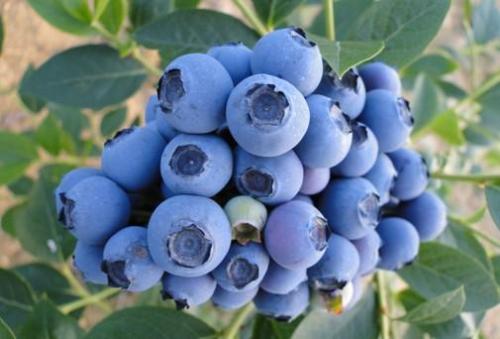 蓝莓哪个地方的特产 蓝莓是哪里的特产