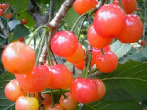 广西特产水果樱桃 广西哪里也产樱桃