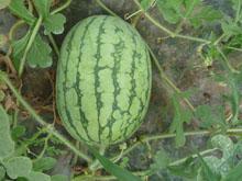 黄皮红瓤西瓜是哪个地方特产 十大特产西瓜