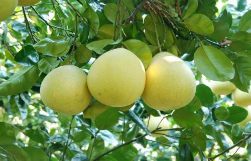 长寿特产葫芦柚 重庆长寿柚的营养价值