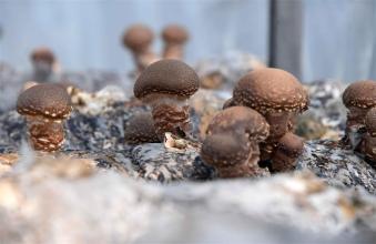 蜀南竹海特产蘑菇 蜀南竹海的土特产