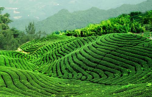 茶陵特产什么茶好喝的 青山寨茶陵特产是什么茶