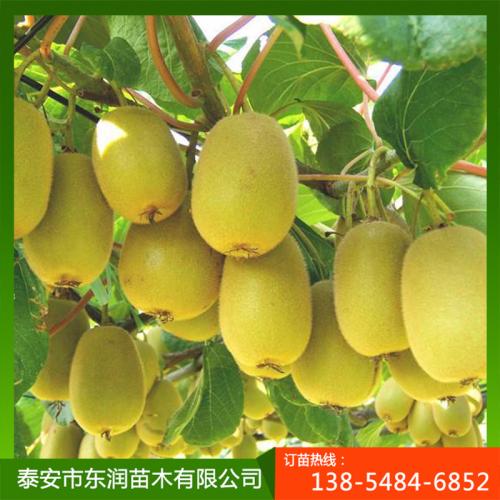红阳猕猴桃是哪个地方的特产 眉县红阳猕猴桃的特点