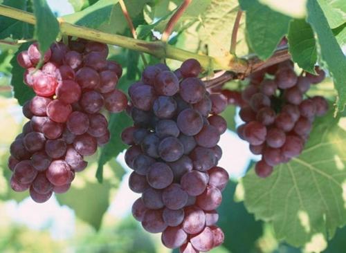 家乡的特产关于葡萄 什么土特产葡萄最好