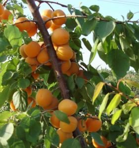 特产白水杏 白水杏营养价值有哪些