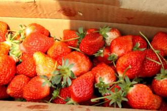 草莓为什么是长丰的特产 长丰草莓最多的地方