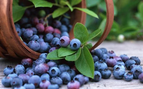 呼盟哪里特产蓝莓 蓝莓哪个地方的特产