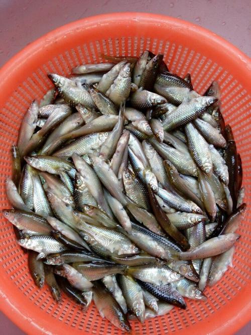 三亚特产鱼品种名字 三亚最便宜的鱼