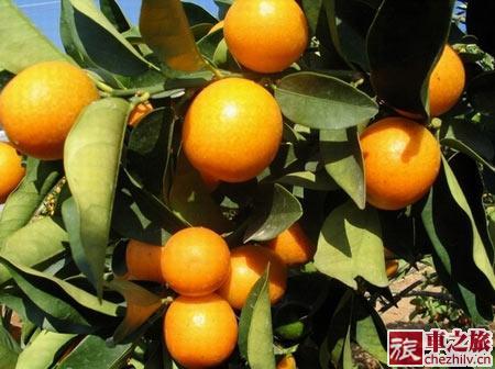 广东特产陈年老金桔 金桔是中国特产吗