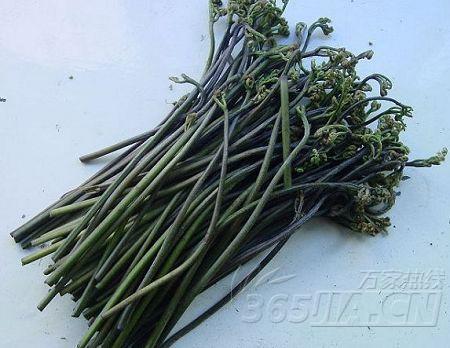 蕨菜干是哪里的特产 东北的蕨菜干多少钱一斤