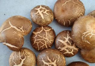 阿尔山特产蘑菇 阿尔山蘑菇哪里最好