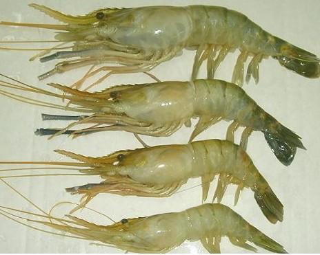 东海特产对虾熟虾怎么吃 东海精品干对虾怎么吃