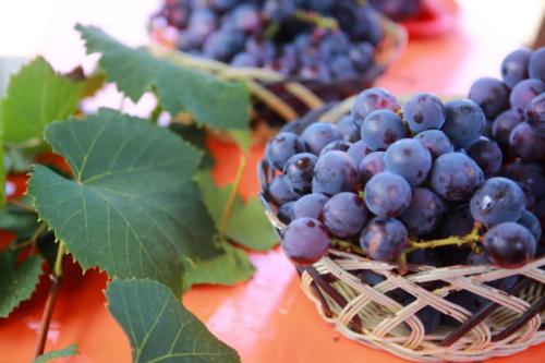 顶级特产葡萄 令人惊艳的本土葡萄