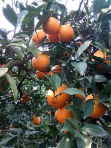 新宁特产脐橙农家自产自吃 湖南新宁脐橙每年的什么时候摘