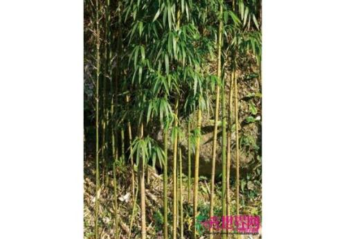 宜宾特产竹之缘 宜宾最好的特产排名