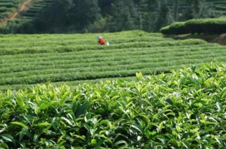 英山云雾茶湖北省英山县特产 英山云雾茶是国家地理标志产品吗