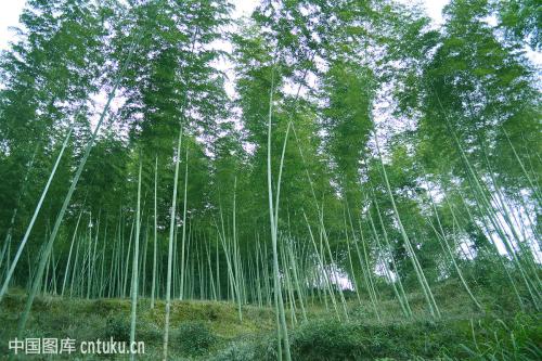 深山特产竹子 100元以上野生竹子