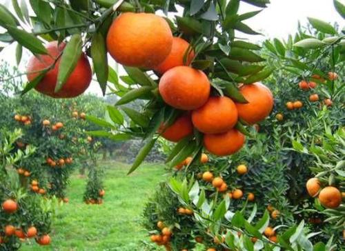 除了柑橘还有哪些特产 各个地方的特产水果