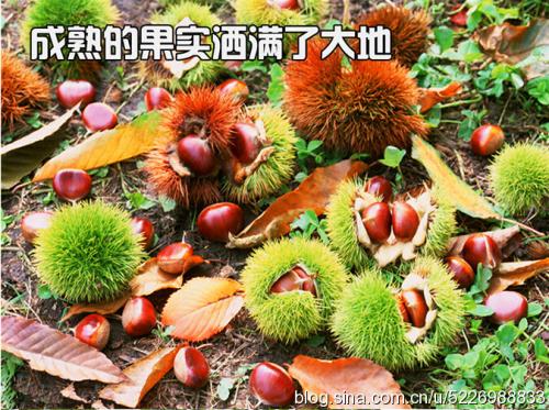 江西省乐平有哪些特产水果 乐平十大特产排行榜