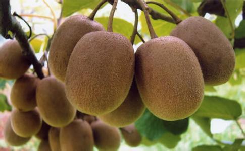 猕猴桃是哪的特产水果 最好吃的猕猴桃是哪里产的