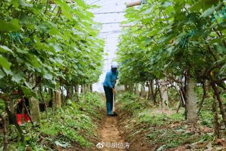 上海特产都有哪些水果和蔬菜 上海最出名的土特产是什么