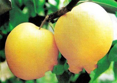 成都绿宝石梨是不是特产 四川最便宜的翠冠梨