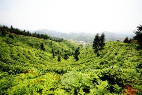 白茶是我国哪个省的特产呢 白茶盛产于哪里