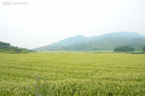 贵州特产米豆粉 贵州特产米豆腐专用粉