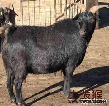 黑山羊哪里的特产 在广西黑山羊肉羊多少钱一斤
