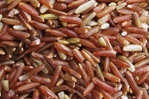 红米是哪的土特产 农作物红米图片