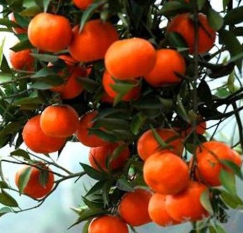 红桔的特产是哪里的 红橘的生产地哪个地方最有名