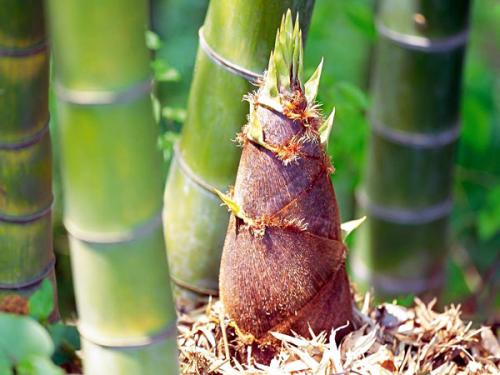 吊丝竹笋是哪里的特产 能生吃的竹笋哪里的特产
