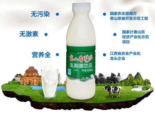 西域皇后奶疙瘩新疆特产手工酸奶 新疆酸奶制作用什么奶疙瘩