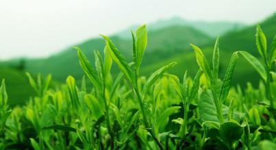 攀枝花特产绿茶怎么喝 攀枝花最适合喝啥茶