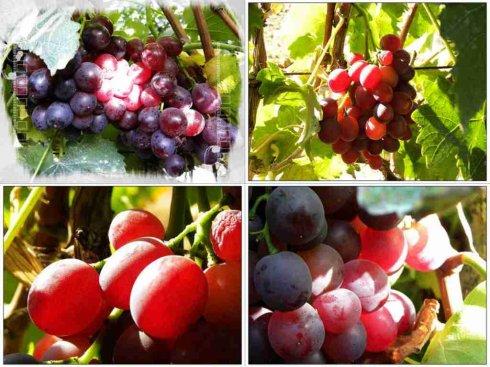新疆葡萄干特产推荐 新疆特产葡萄干第一名