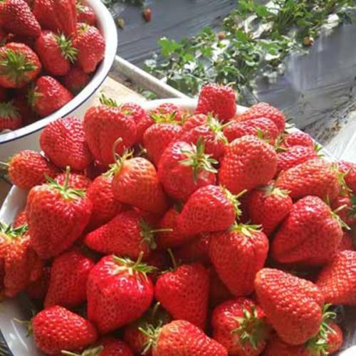 家乡特产丹东九九草莓 最正宗的丹东九九草莓