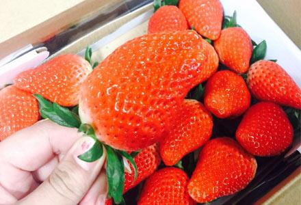 草莓哪的特产 草莓在什么地方特产多