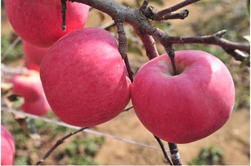 洛川苹果特产专卖 洛川苹果本地多少钱