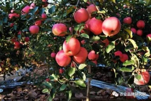 特产苹果品种大全 中国苹果品种大全