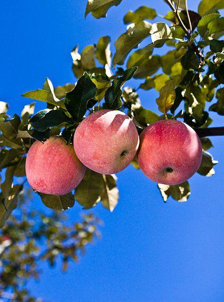 洛川苹果属于哪个省市特产 洛川苹果指的是哪里的