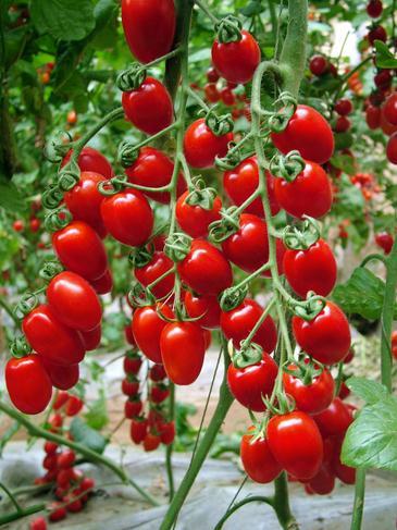 家乡特产西红柿 西红柿是不是家乡特产