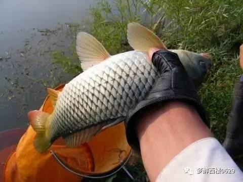 黄河大鲤鱼哪的特产 
