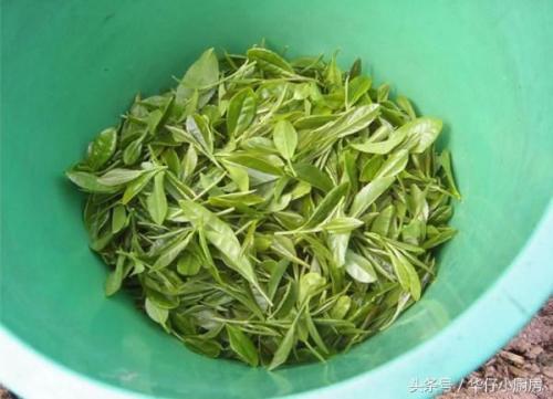 绿茶图片云南特产 云南省最好的绿茶