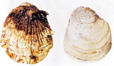 沿海特产一袋小贝壳 淡水最便宜的小贝壳