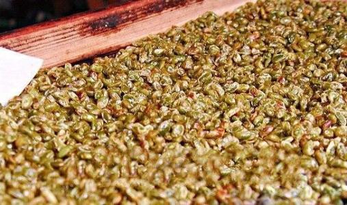 臭鹰嘴豆是哪的特产 鹰嘴豆哪里特产最多的