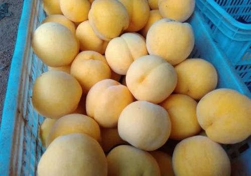奶油黄桃是哪里的特产水果 哪里的黄桃果肉最好